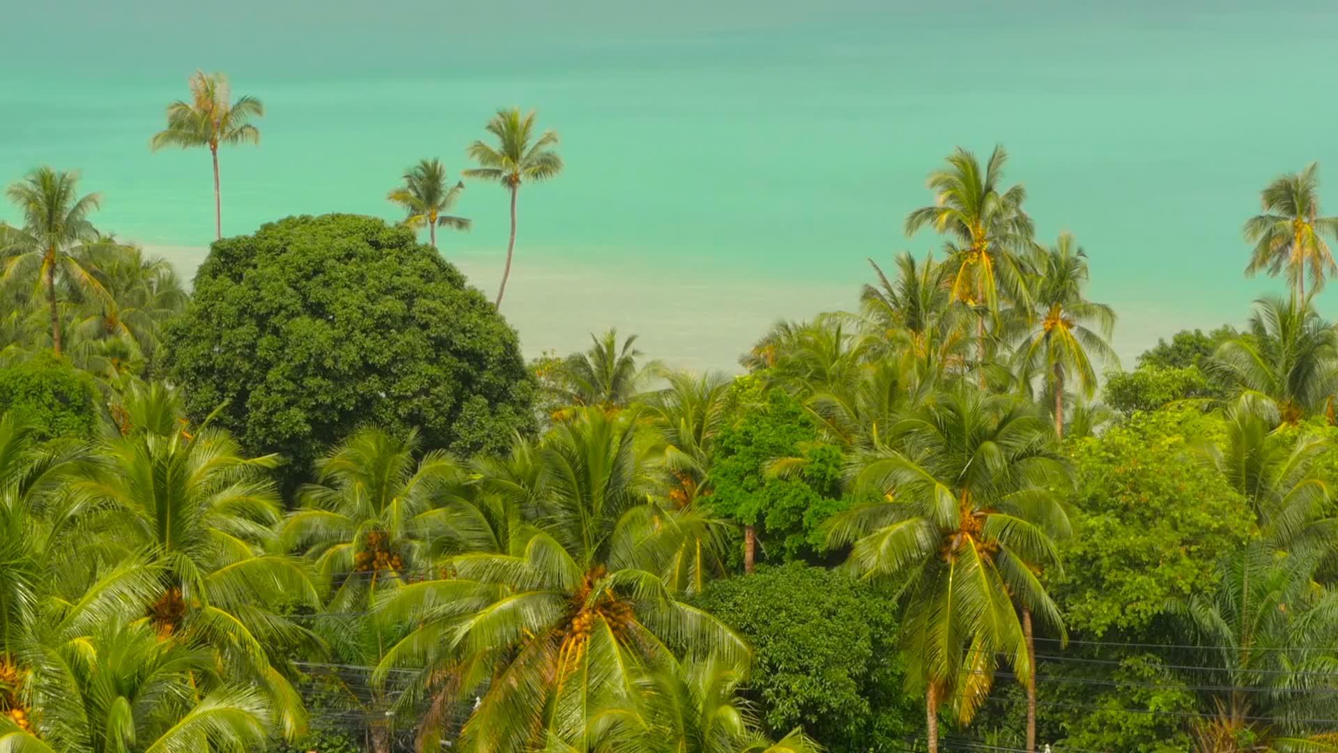 天堂岛奇怪的海滩热带植物视频的预览图