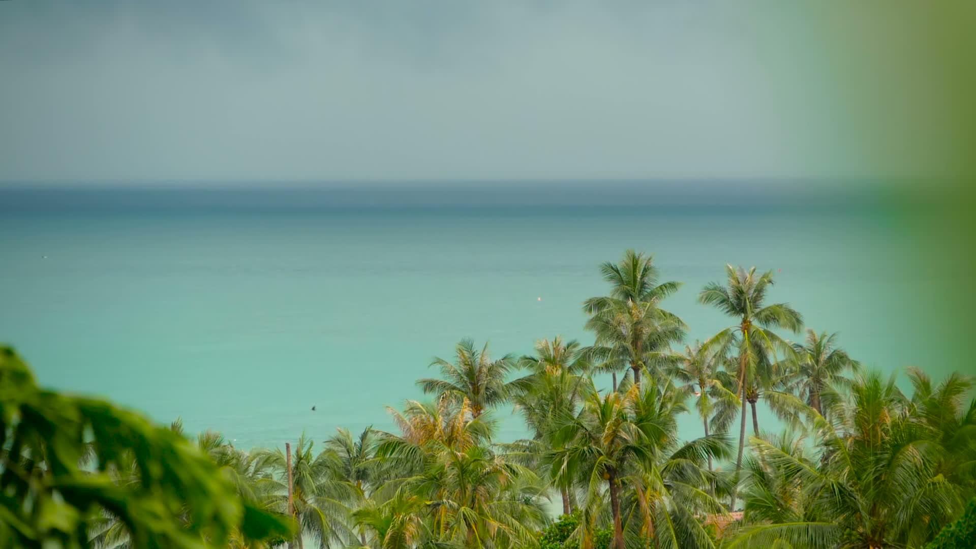 天堂岛奇怪的海滩热带植物视频的预览图