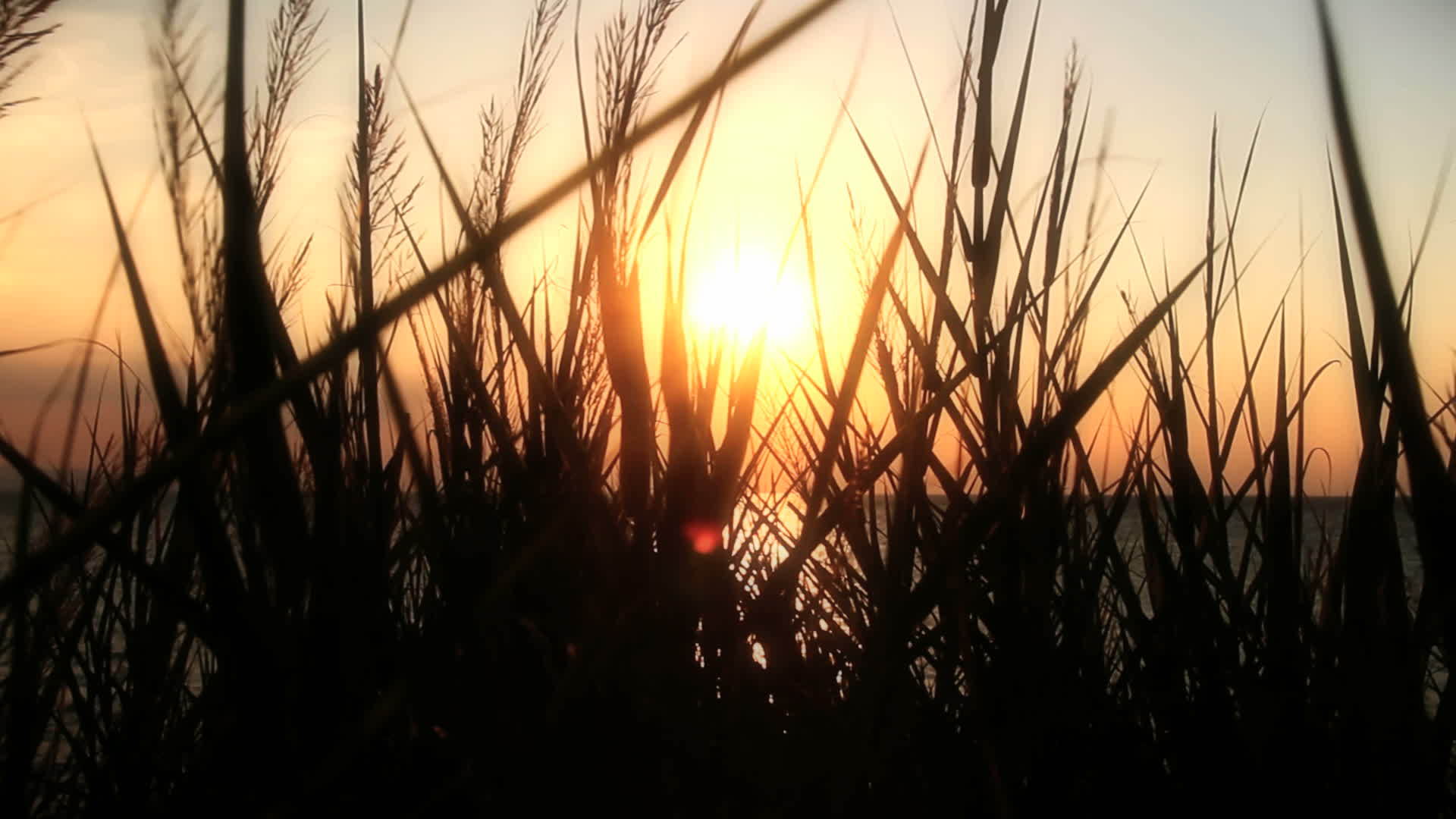 日落淡淡的海草hd视频的预览图