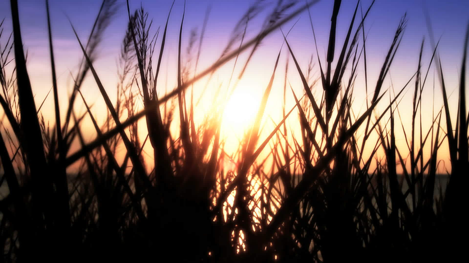 日落淡淡的海草hd视频的预览图