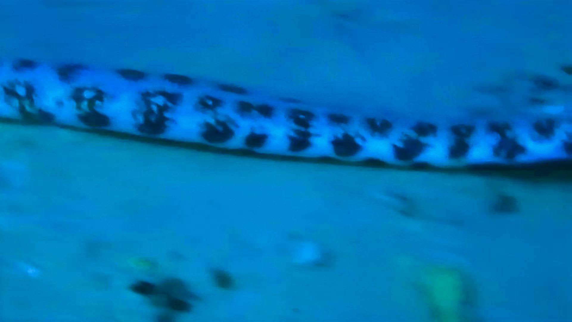 洋底的海蛇视频的预览图