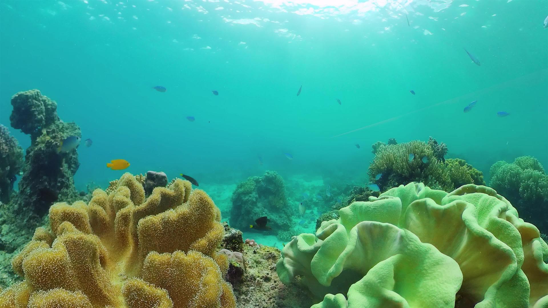 珊瑚礁和热带鱼类视频的预览图