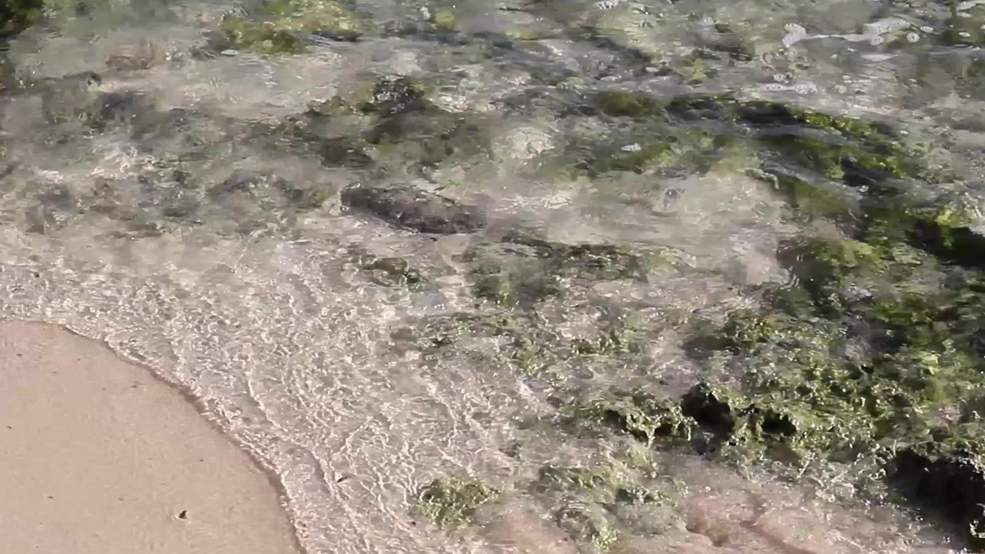 透明的卡西贝海水视频的预览图