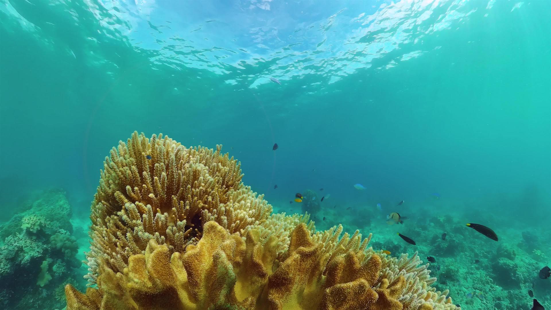 珊瑚礁和热带鱼肉视频的预览图