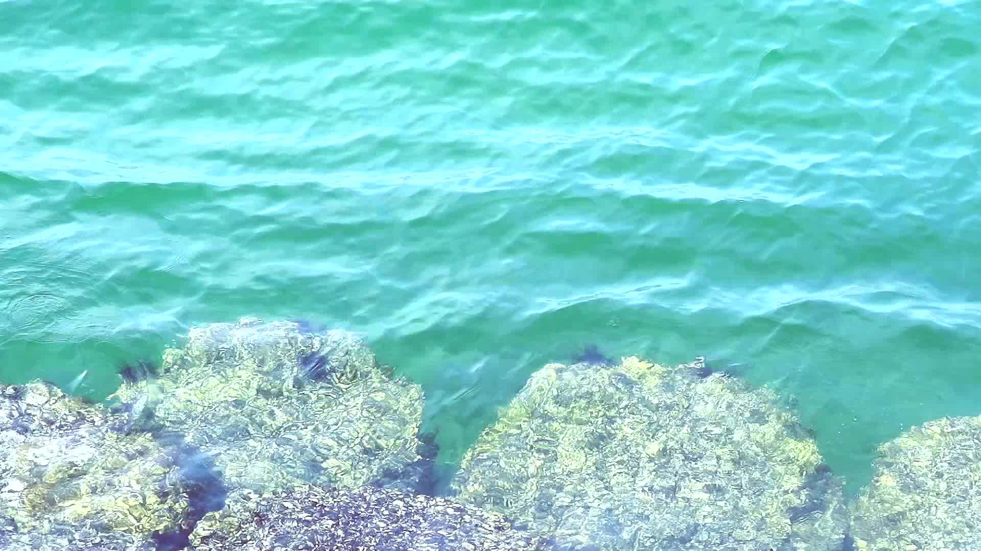 在你看到岩石和海胆之前水是清澈的视频的预览图