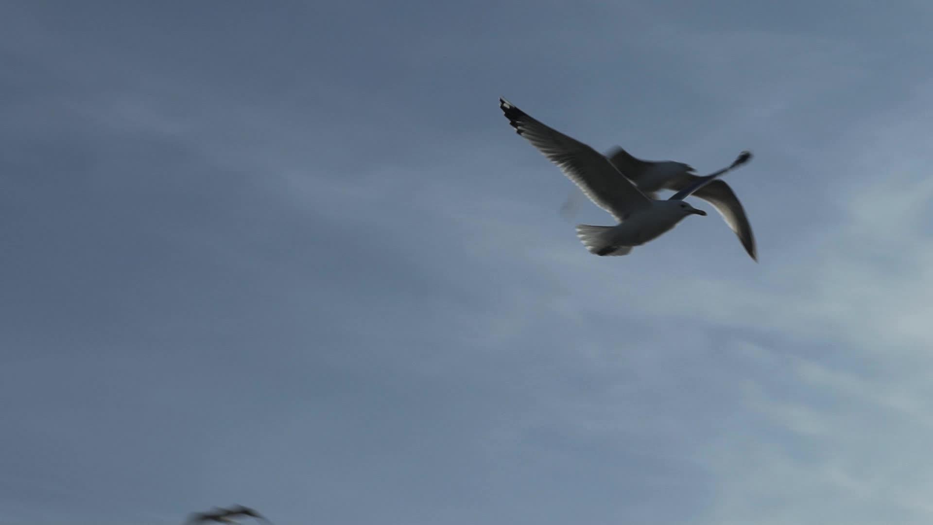 海鸥在空中飞翔视频的预览图