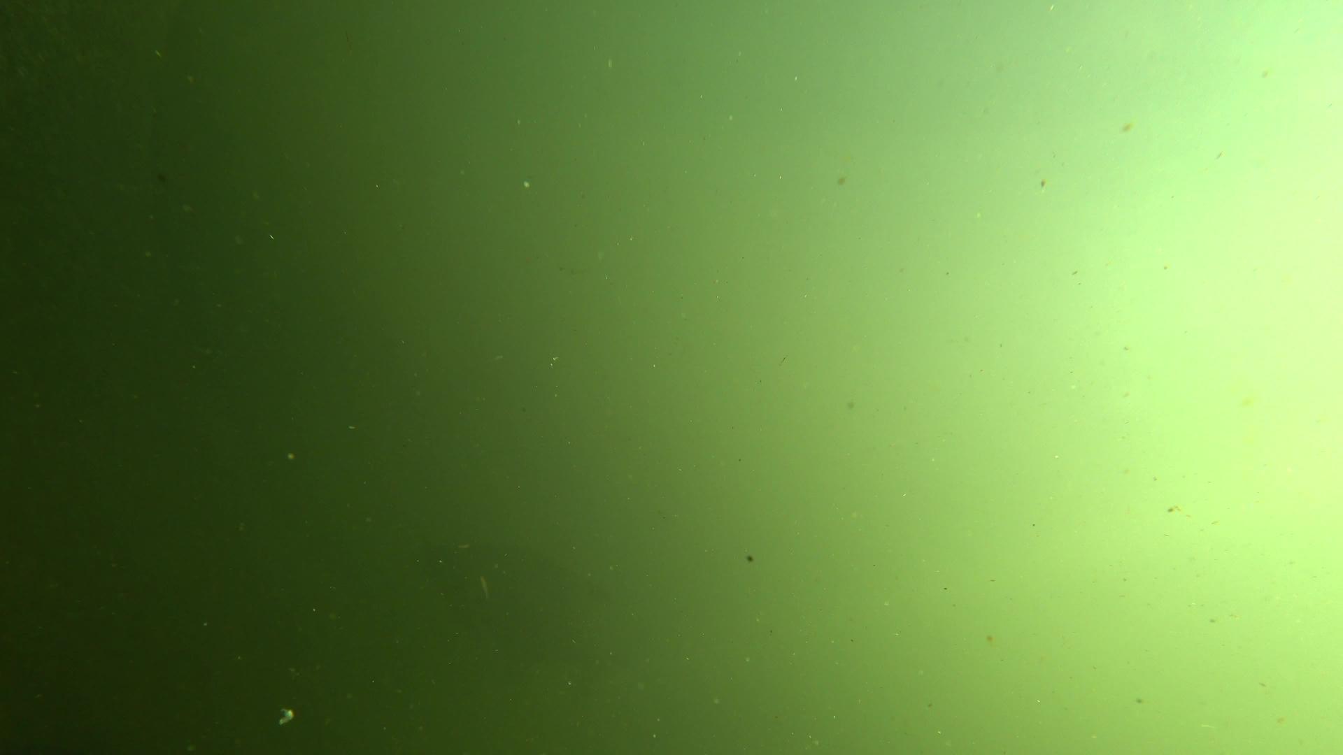 鱼在绿色的水中游泳视频的预览图