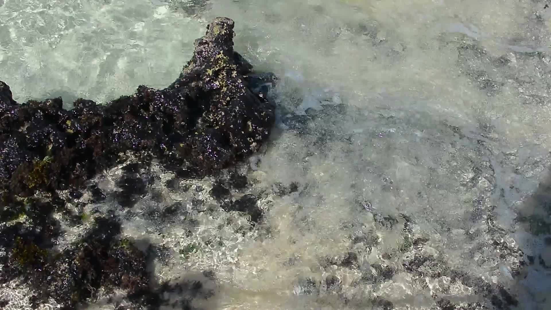 多米尼西亚共和国的岩石海岸线视频的预览图