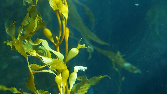 巨大的海带森林阳光环绕着水下无缝摇曳穿过翡翠绿的海藻视频的预览图