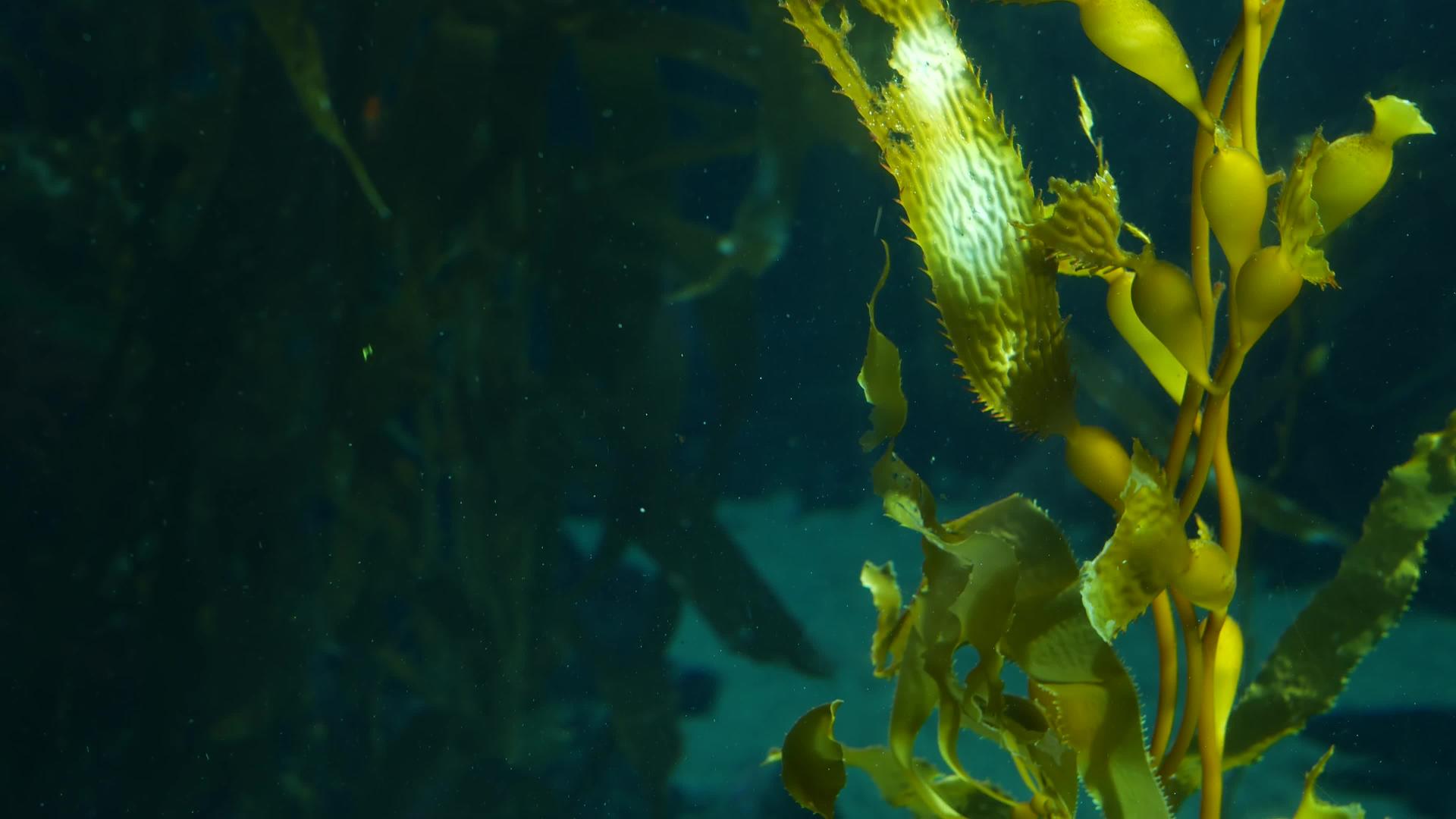 光通过巨大的海带森林过滤大孢子虫潜水水族馆和海洋概念视频的预览图