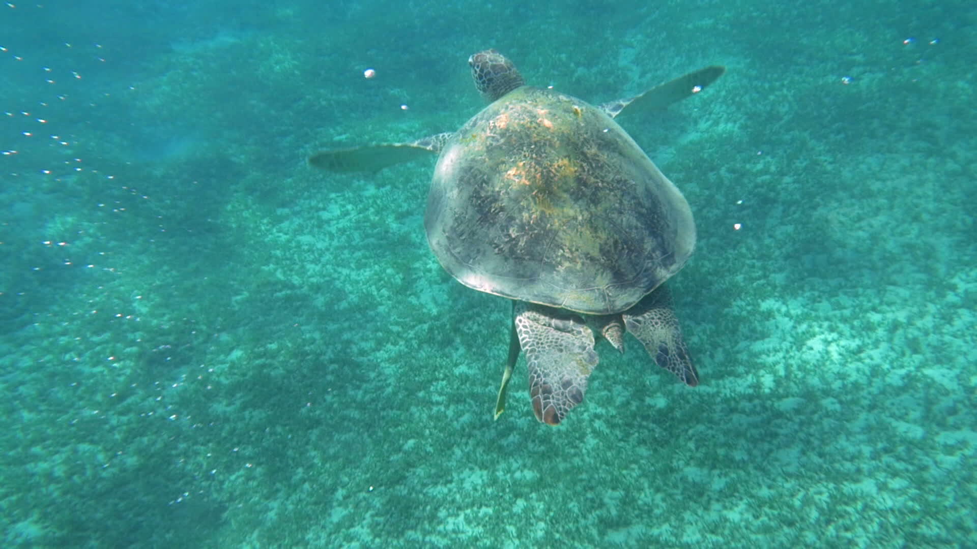 海龟大海龟在清澈的蓝水中游泳视频的预览图