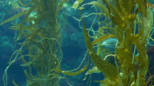 光通过巨大的海带森林过滤大孢子虫潜水水族馆和海洋概念视频的预览图