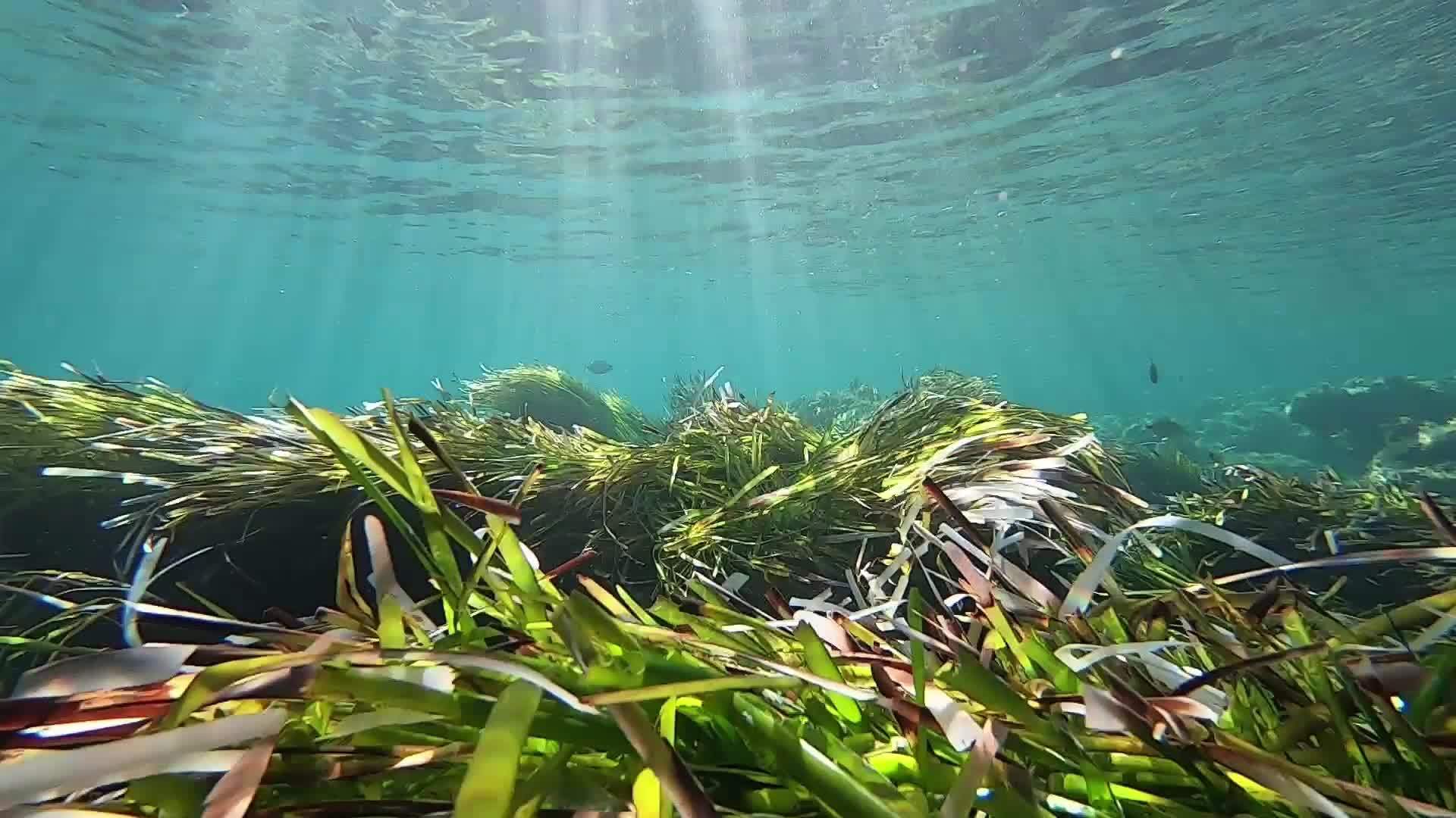 大量的洋草灌木从海浪中摇晃下来视频的预览图