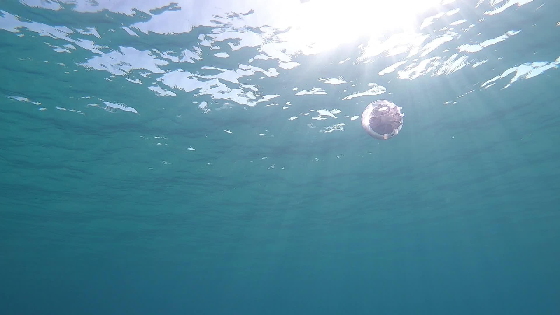 慢动作拍摄的肺水母通常被称为桶形水母垃圾桶盖水母视频的预览图