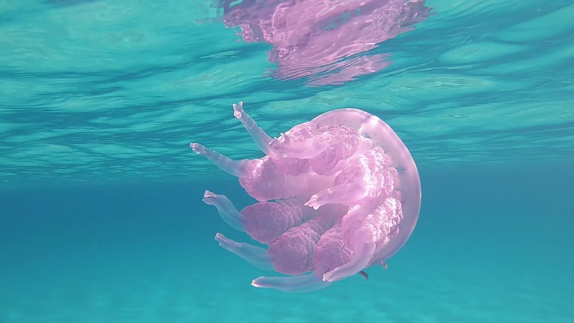 慢动作拍摄的肺水母通常被称为桶形水母垃圾桶盖水母视频的预览图