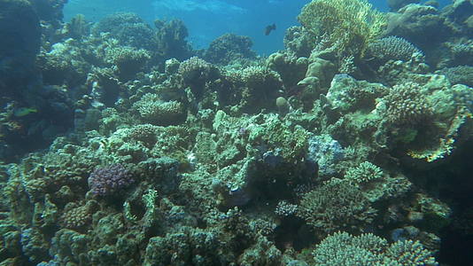 珊瑚礁上的水下风景视频的预览图