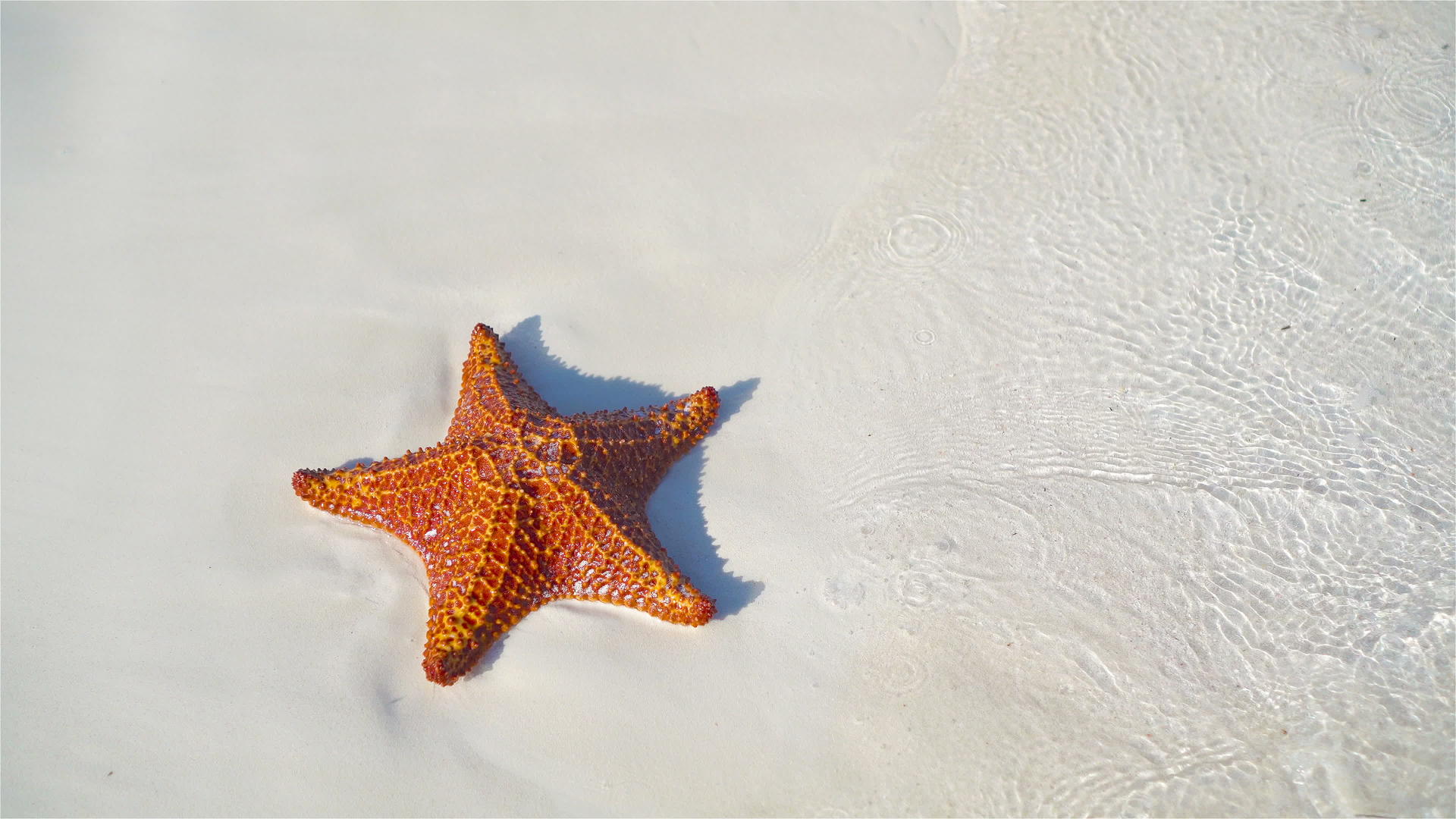热带热带白沙沙红海星视频的预览图