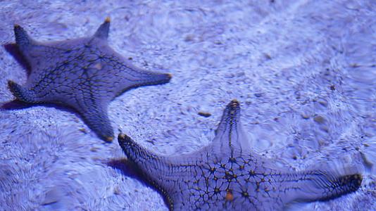 两颗惊人的海星躺在水族馆底部的海洋热带异国海星上视频的预览图