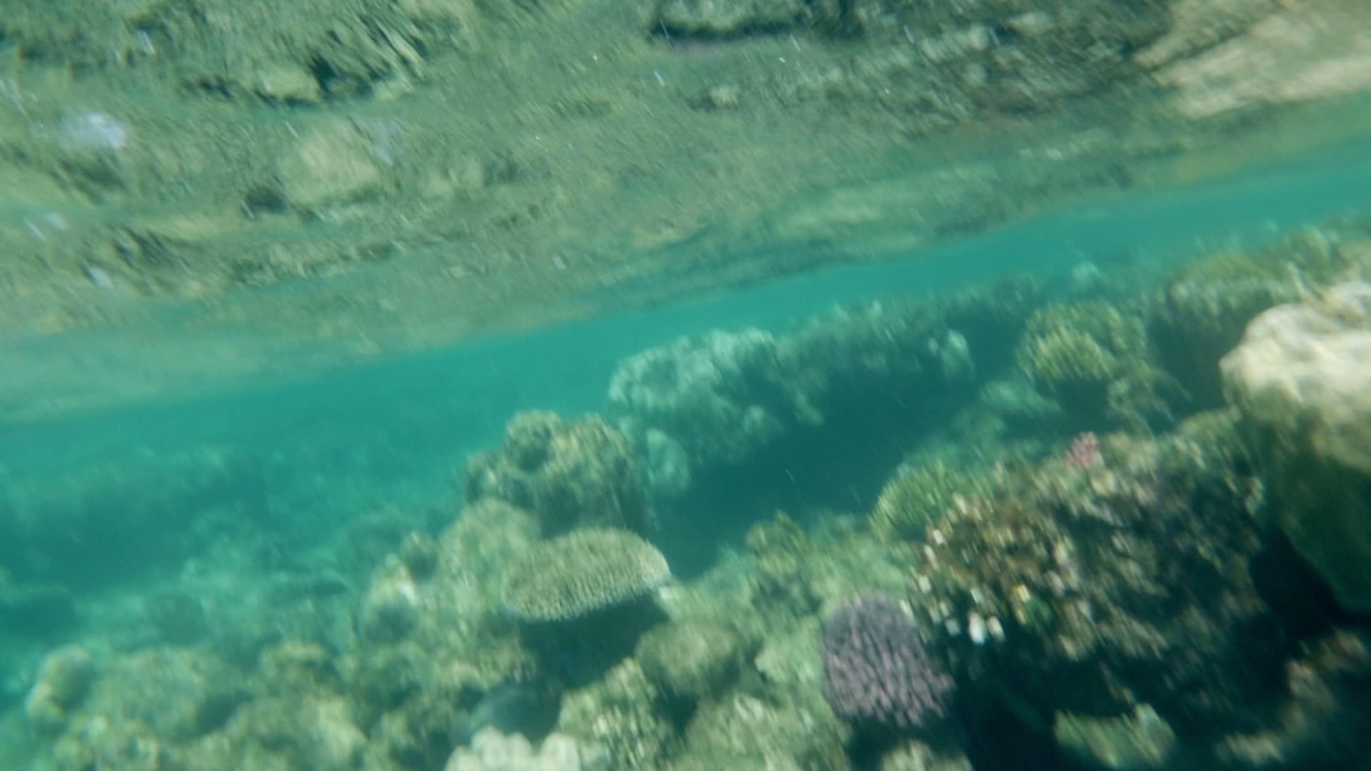 浅海水中的珊瑚礁视频的预览图