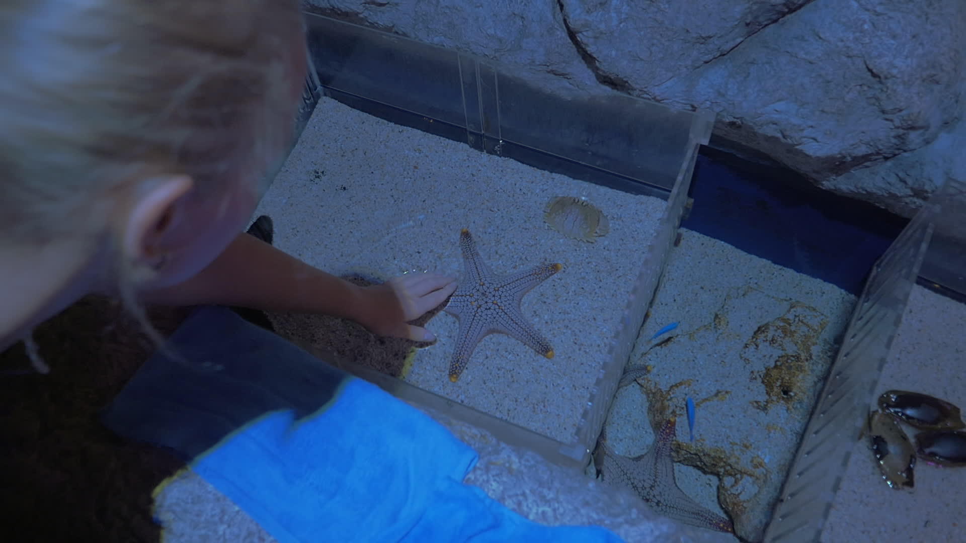 女性在水族馆接触海星鱼视频的预览图