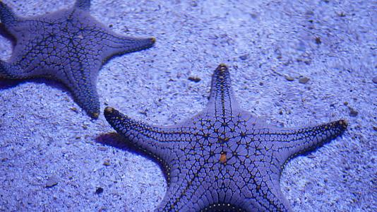 两颗惊人的海星躺在水族馆底部的海洋热带异国海星上视频的预览图