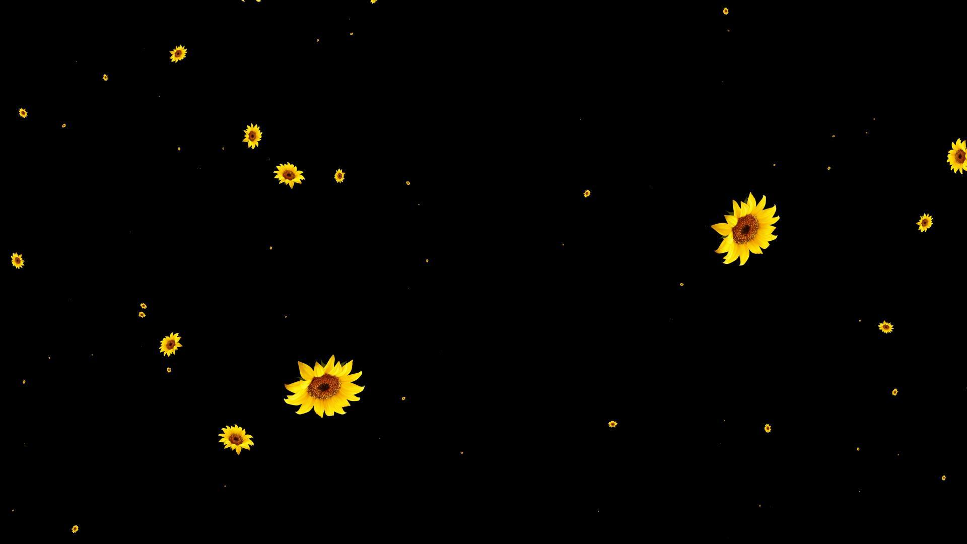 花粒子冲屏带通道视频的预览图