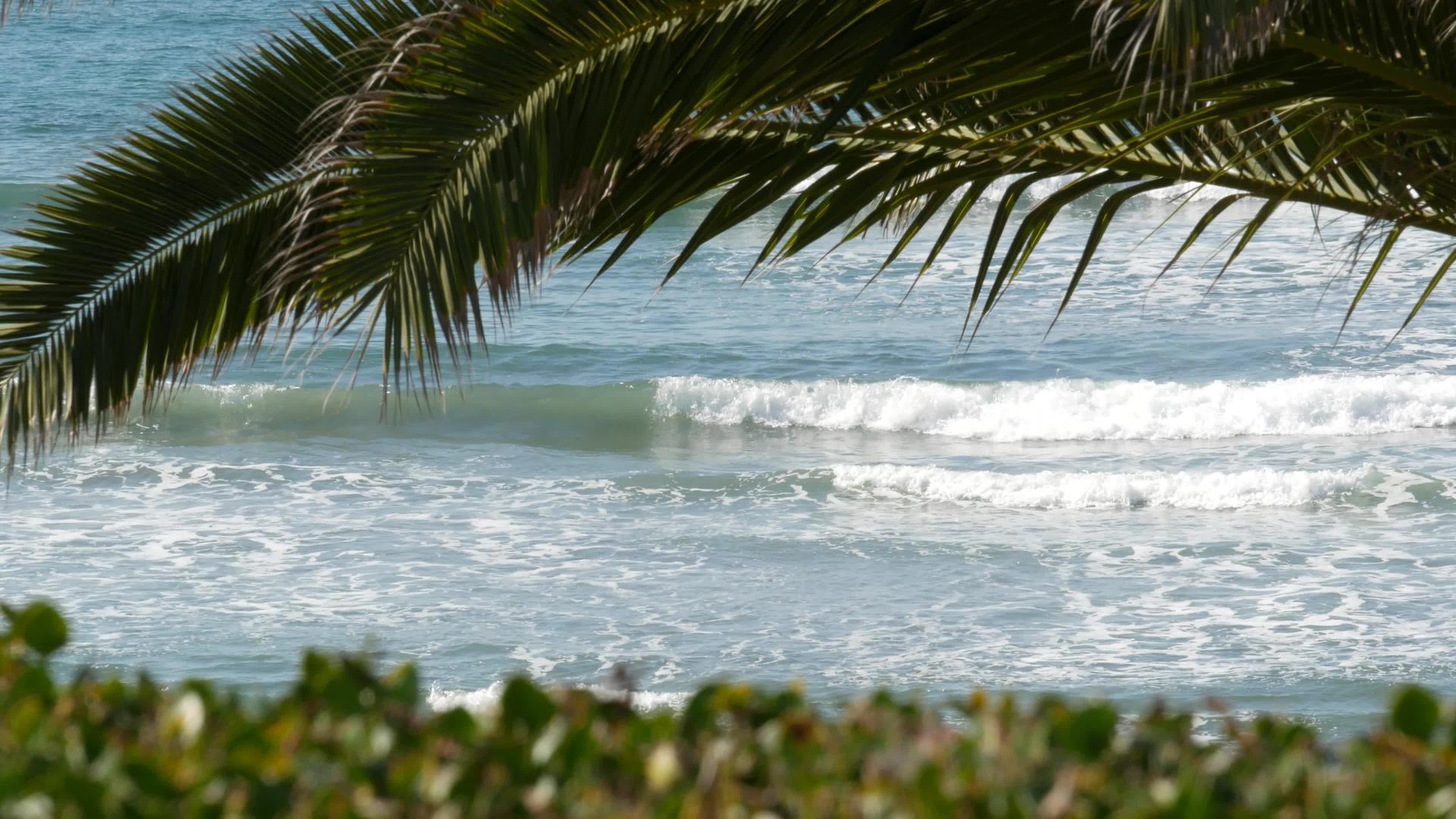 海浪和棕榈树在阳光明媚的白天、暑假和夏季度假视频的预览图