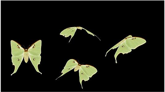 蝴蝶飞舞动画视频的预览图