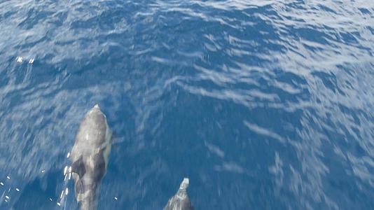 自由的海豚和平的海洋蓝水在海洋中学习野生动物卡利弗视频的预览图