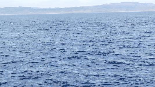 自由的海豚和平的海洋蓝水在海洋中学习野生动物卡利弗视频的预览图