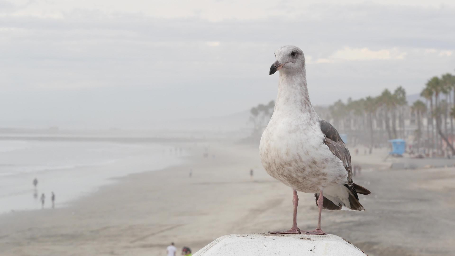 白海鸥哈里弗尼亚太平洋海滩可爱的鸟儿在海边码头关门视频的预览图
