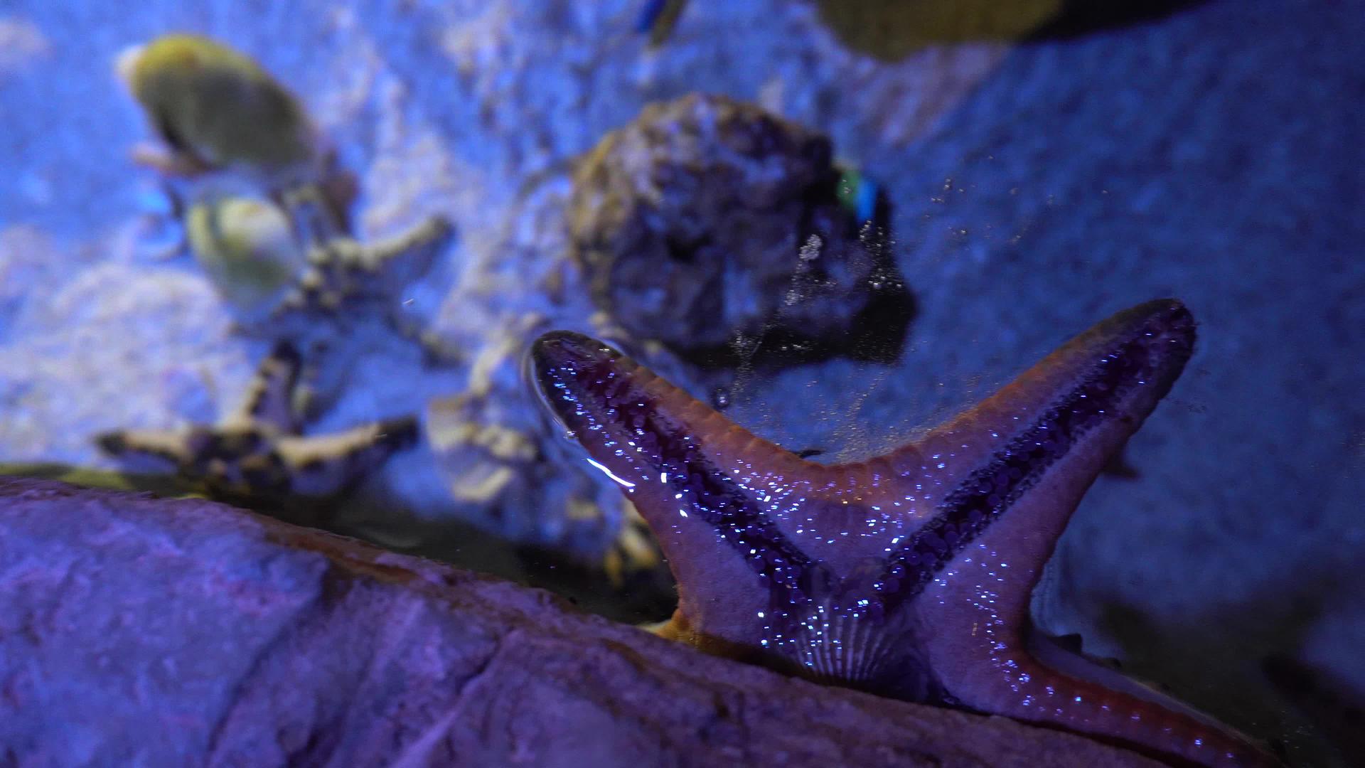 在Bangkok大型水族馆海洋动物视频的预览图