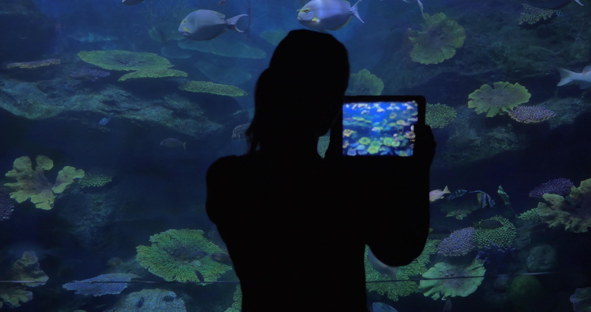 女性在水族馆用触摸垫拍照视频的预览图