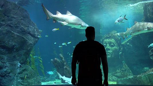大水族馆在Bangkok大鲨鱼视频的预览图