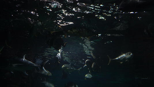 在大型水族馆馆游泳视频的预览图