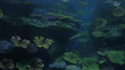 在水族馆游泳的鱼视频的预览图