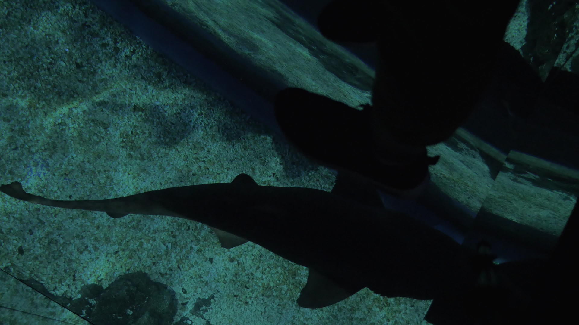 小鲨鱼和游泳鲨鱼在上层天文馆视频的预览图