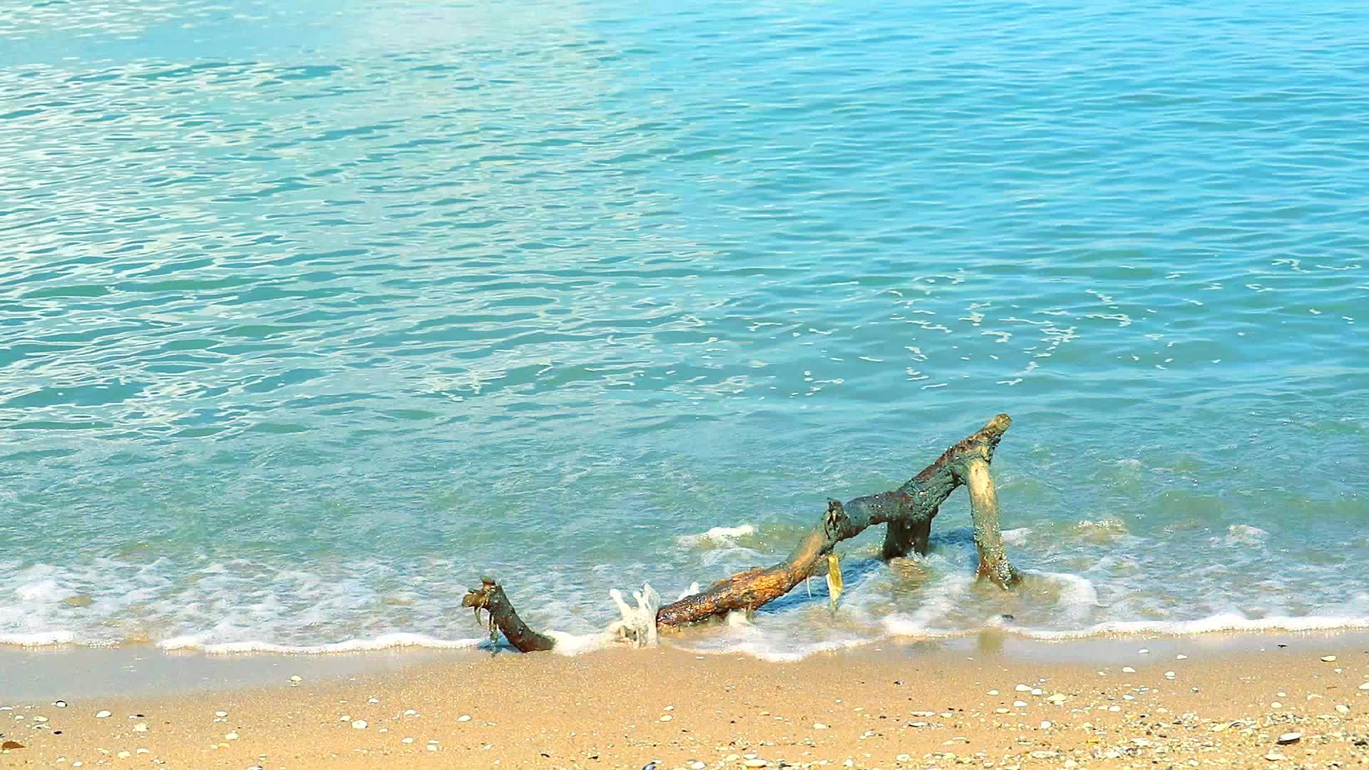 下午海滩和蓝色小浪上的干枝树移动视频的预览图