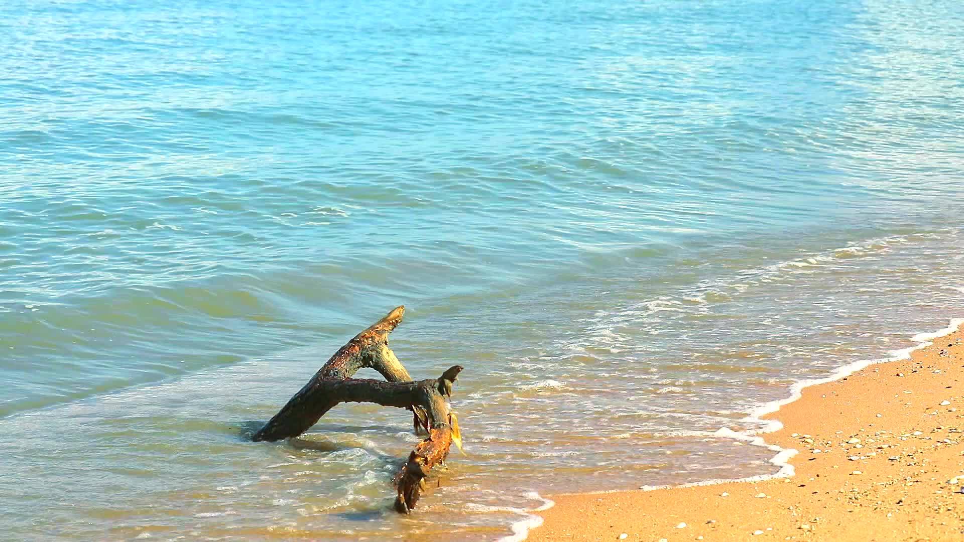 海滩上的干枝树和下午移动的蓝色小浪1视频的预览图