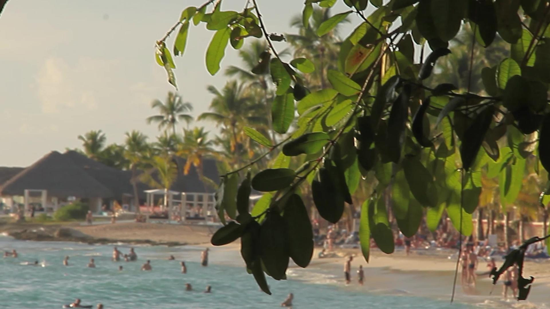 海滩上的海豚叶子视频的预览图