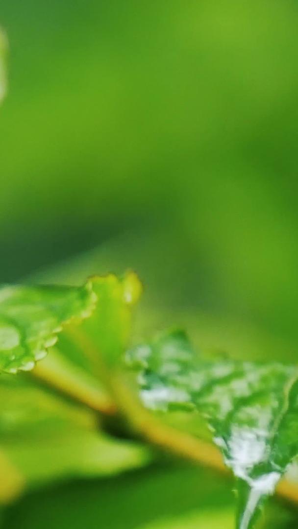 夏季下雨的植物视频的预览图