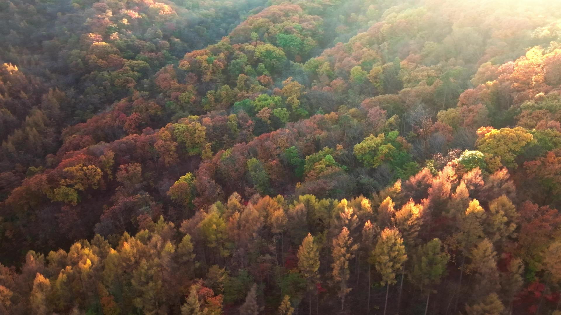 4k秋季森林视频的预览图