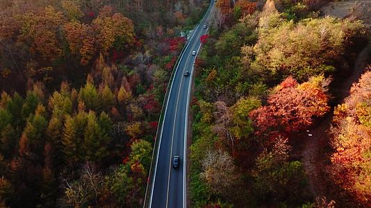 东北最美公路秋季4k视频的预览图