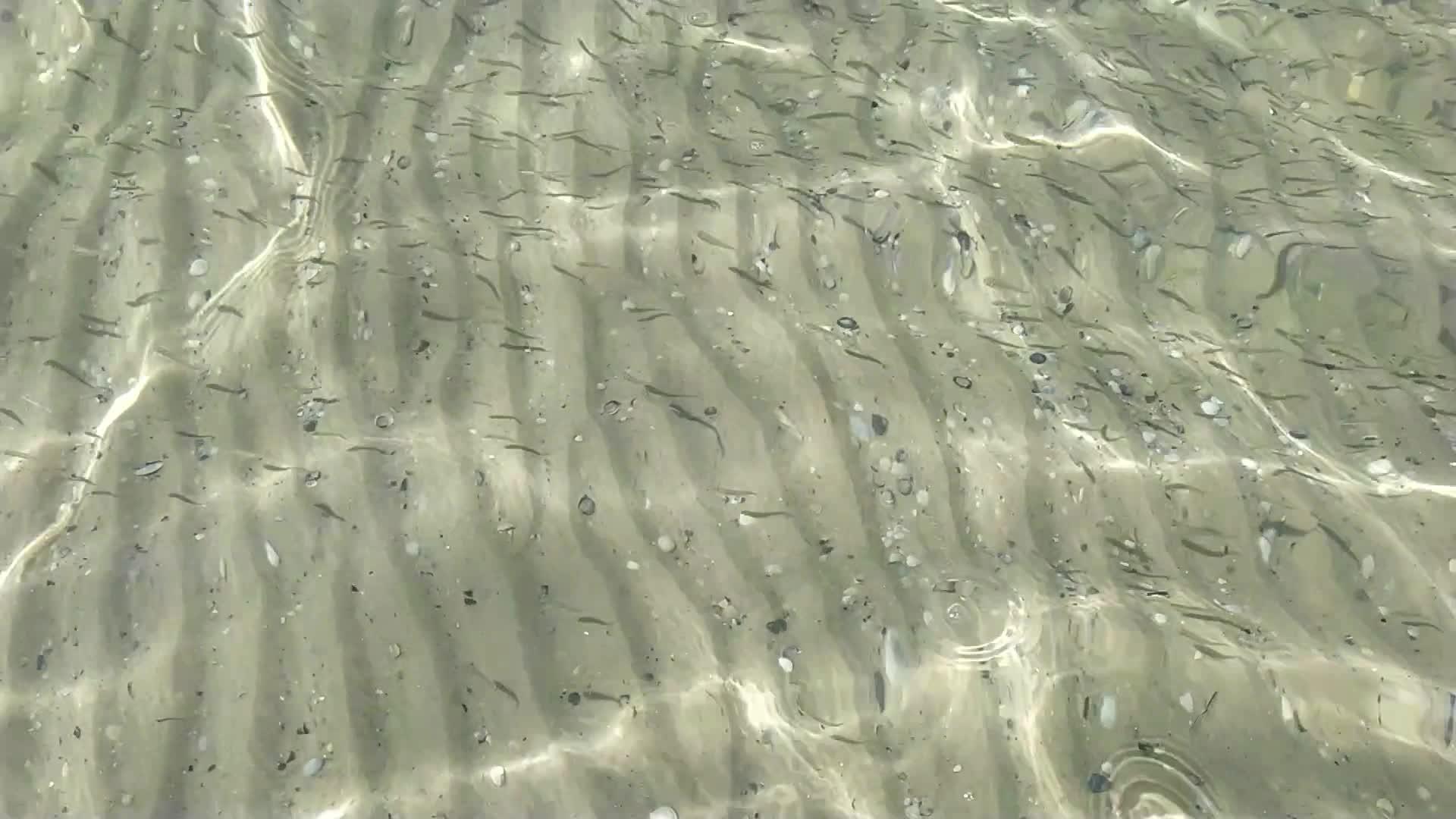 许多小鱼在清澈的水中视频的预览图