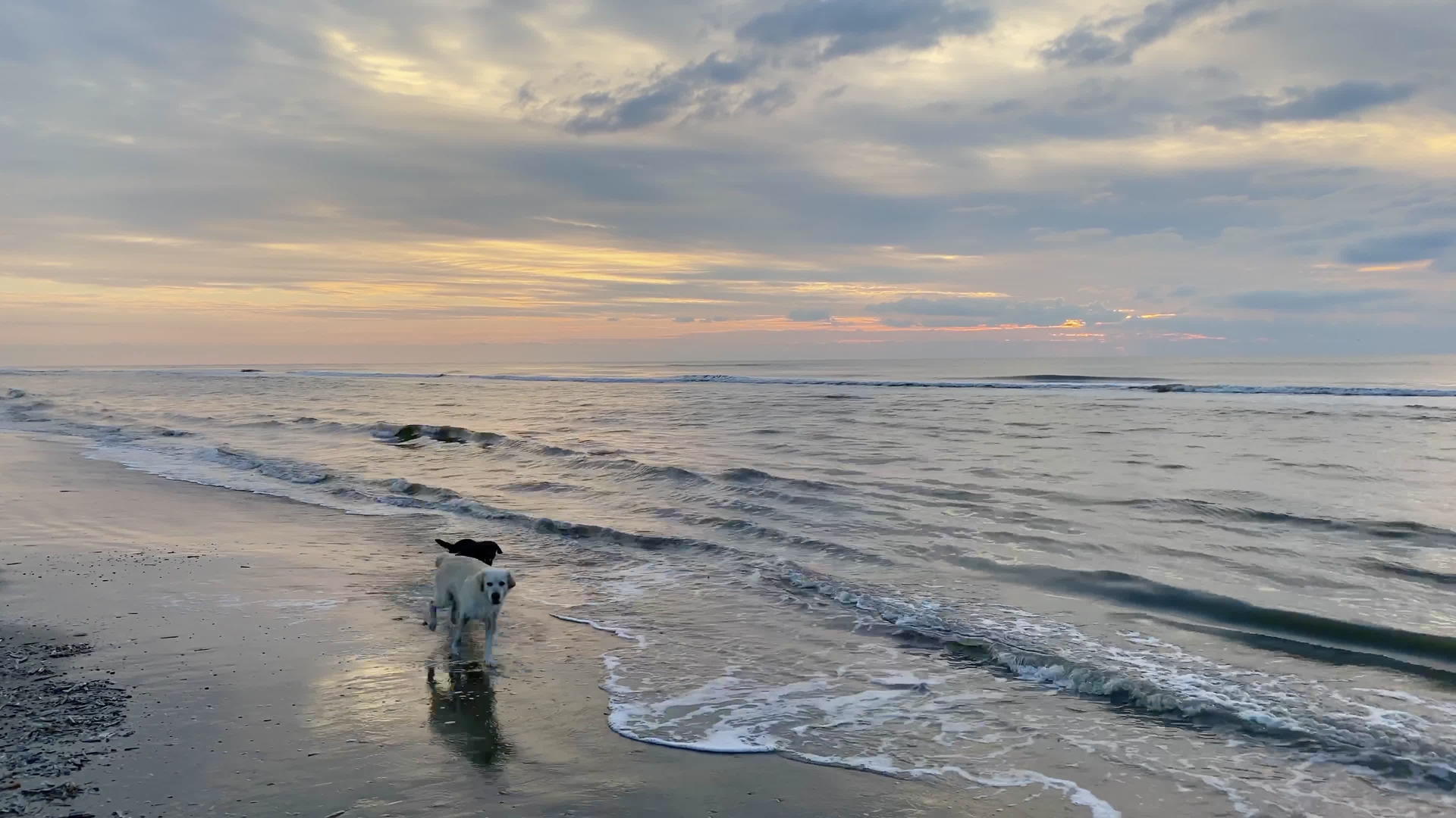 日落时海滩上有两只狗视频的预览图