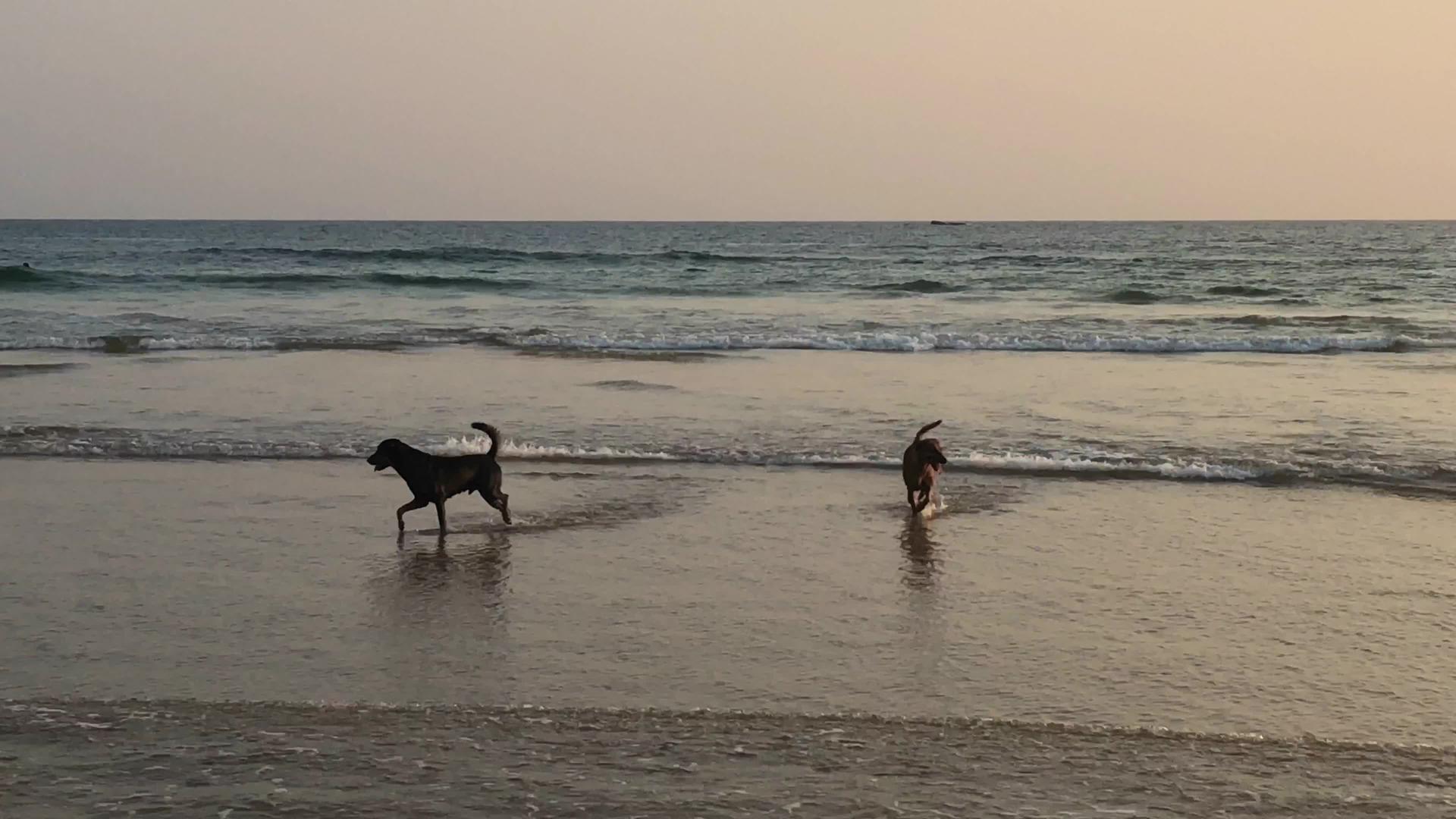 日落时海滩上有两只狗视频的预览图