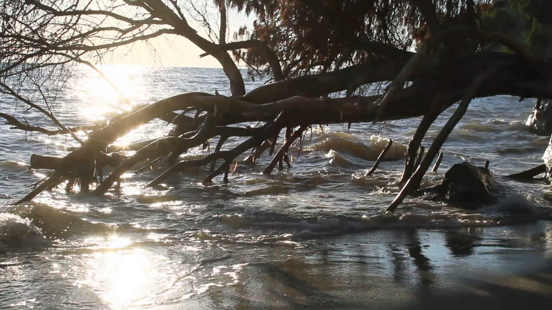 树林景观死于海日落视频的预览图