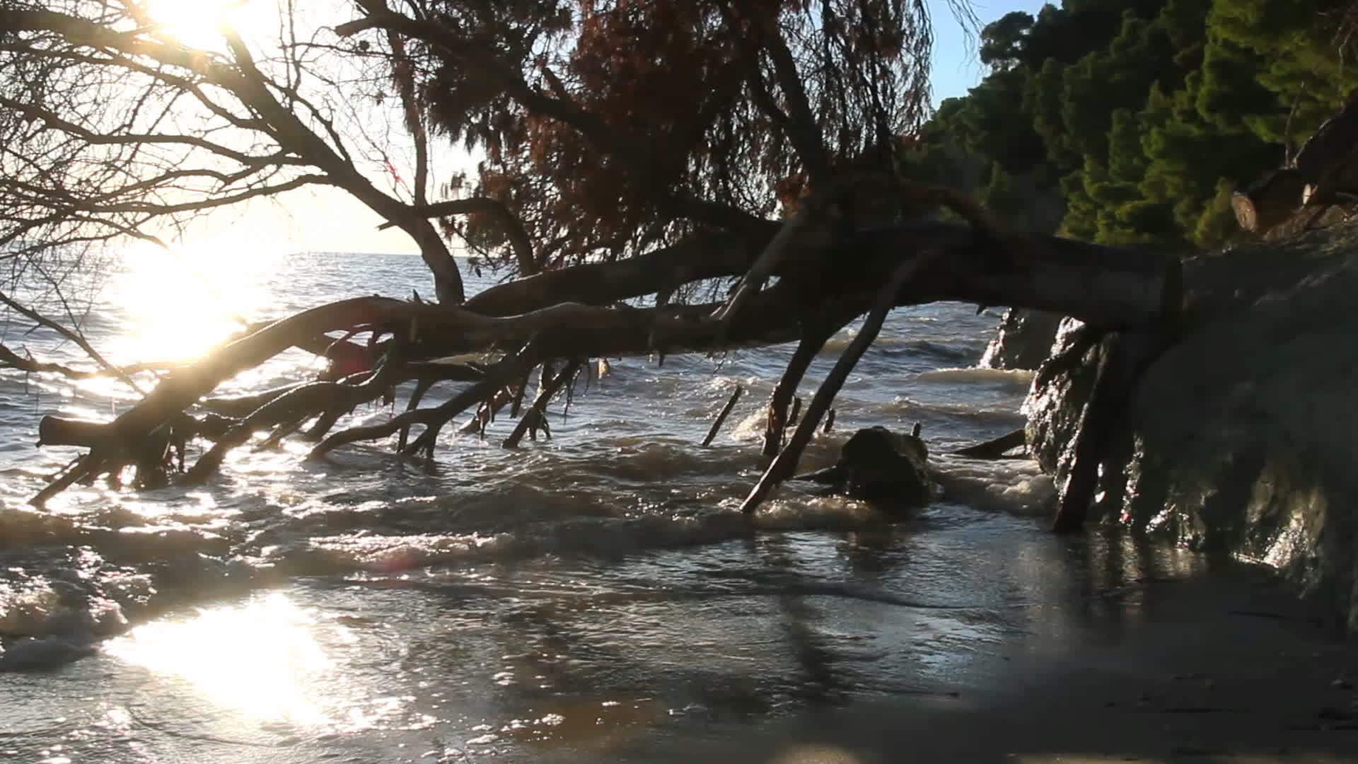 树林景观死于海日落视频的预览图
