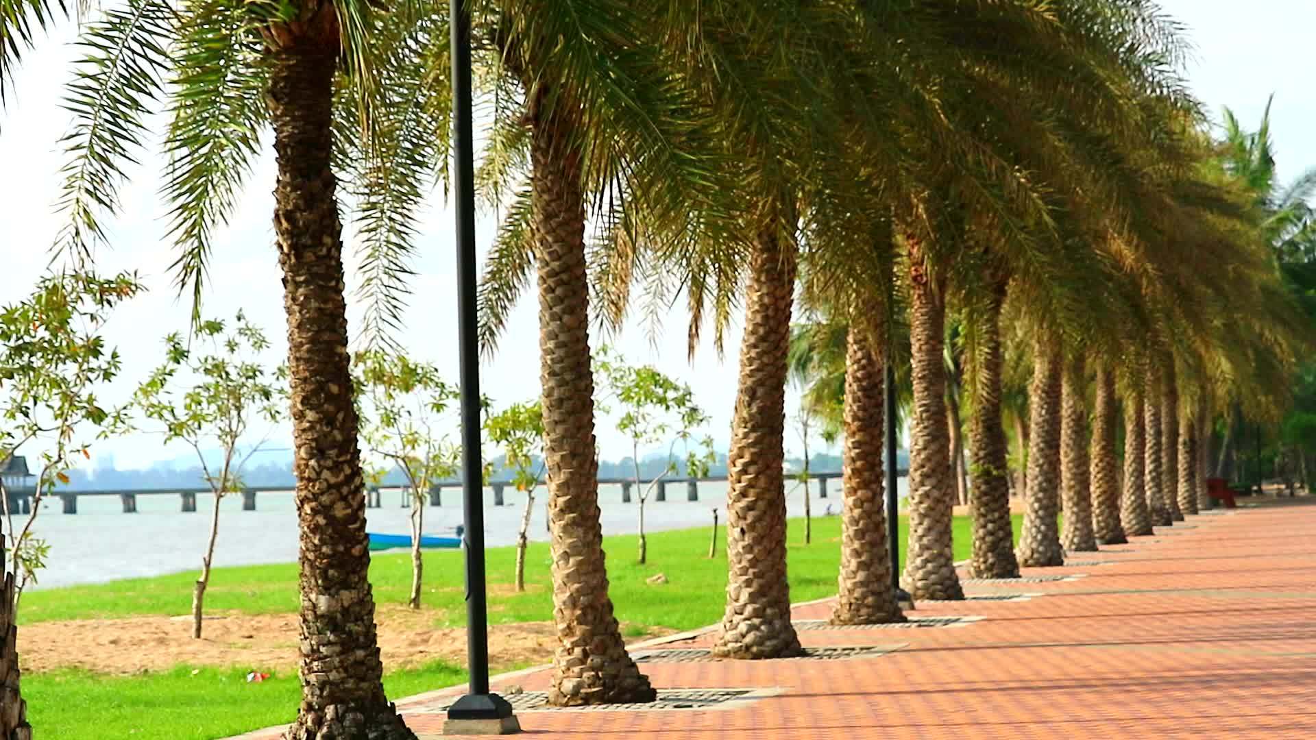 走在海滩附近的公共花园旁边的棕榈线上视频的预览图