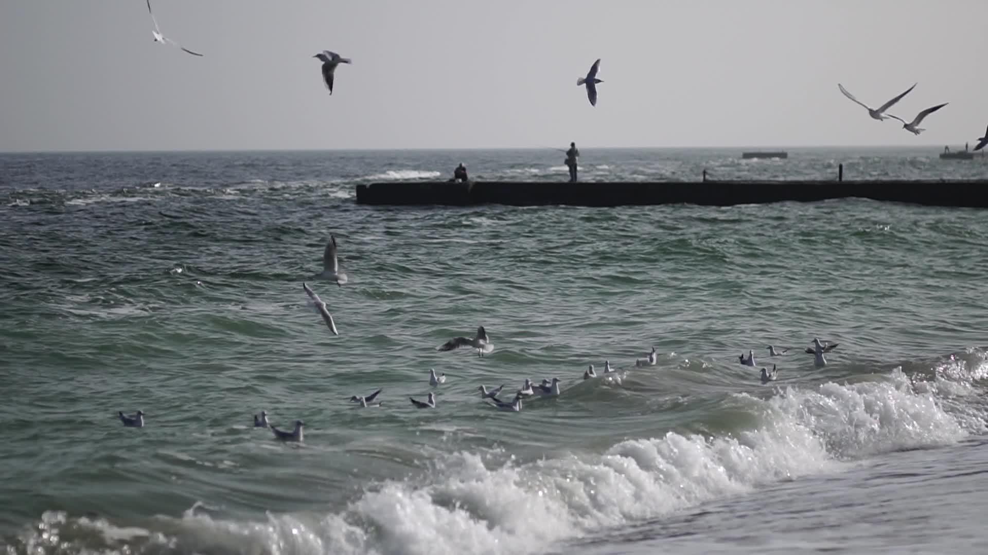 海鸥在海边飞驰海景视频的预览图